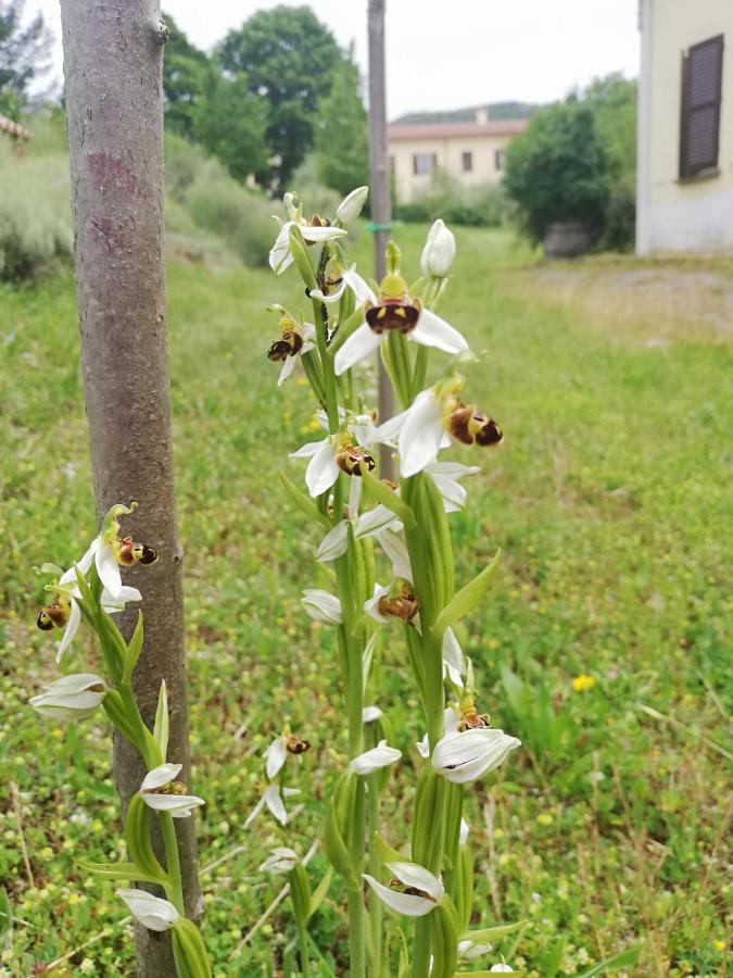 Valle Del Poggio Nocera Umbra Kültér fotó